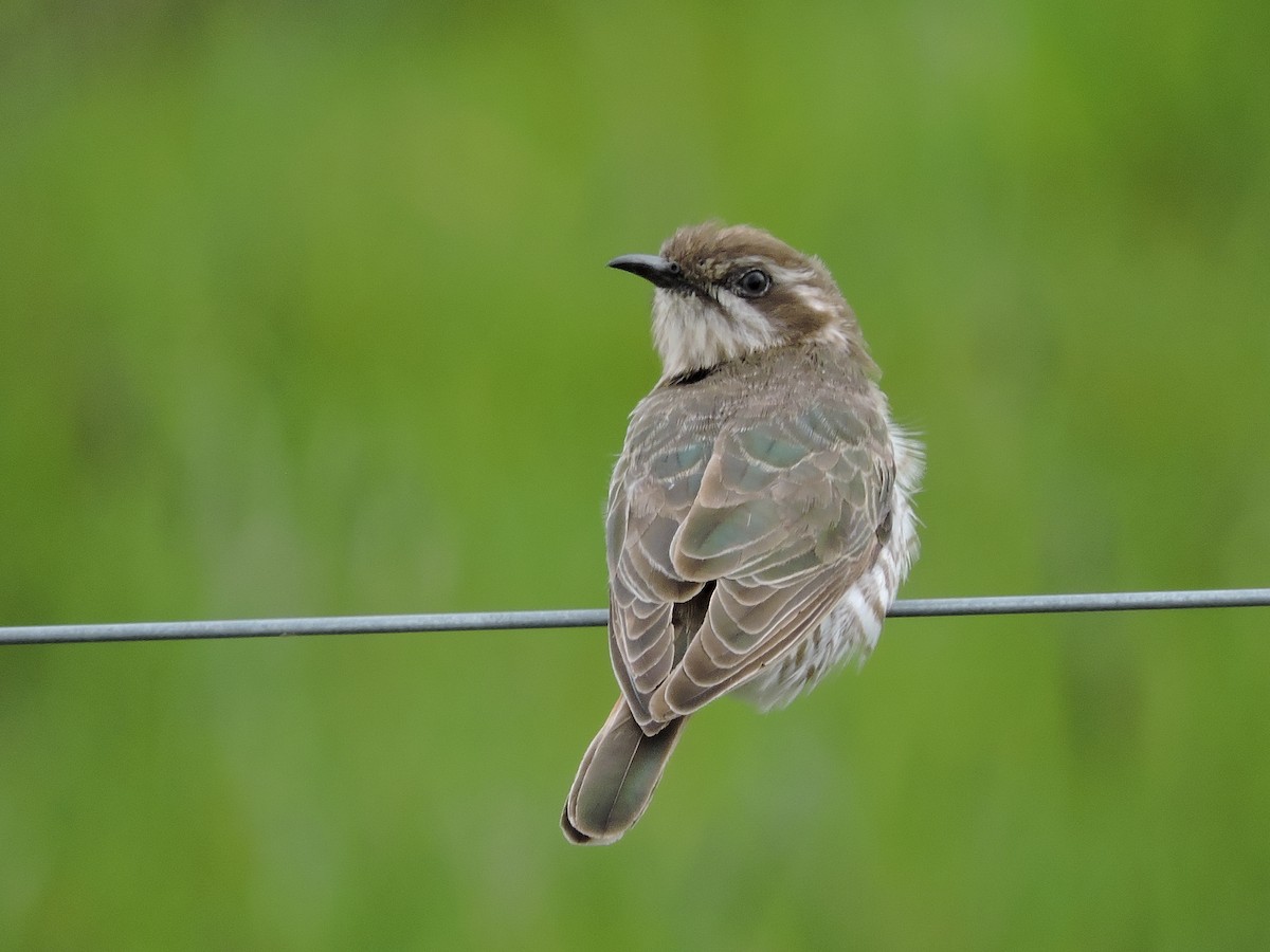 Horsfield's Bronze-Cuckoo - ML614769574