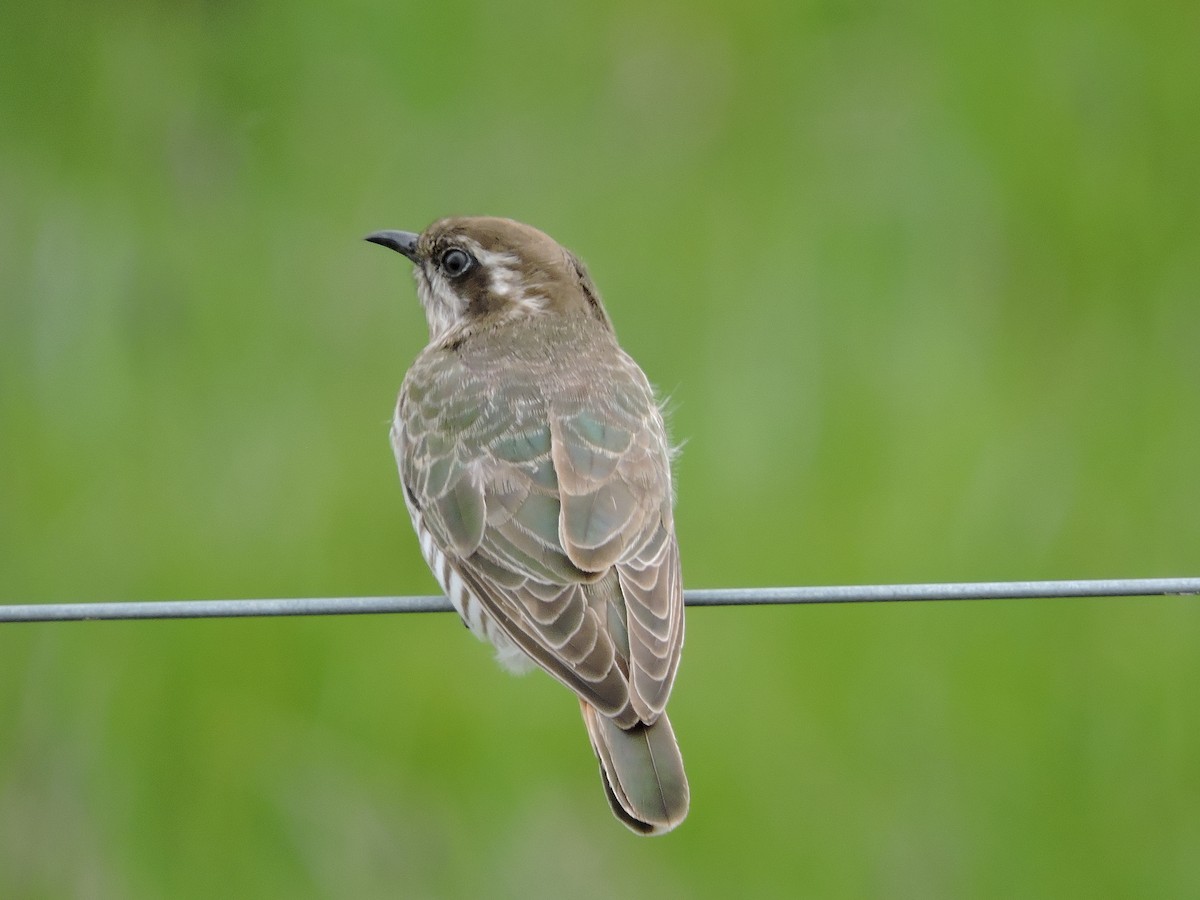 Horsfield's Bronze-Cuckoo - ML614769575