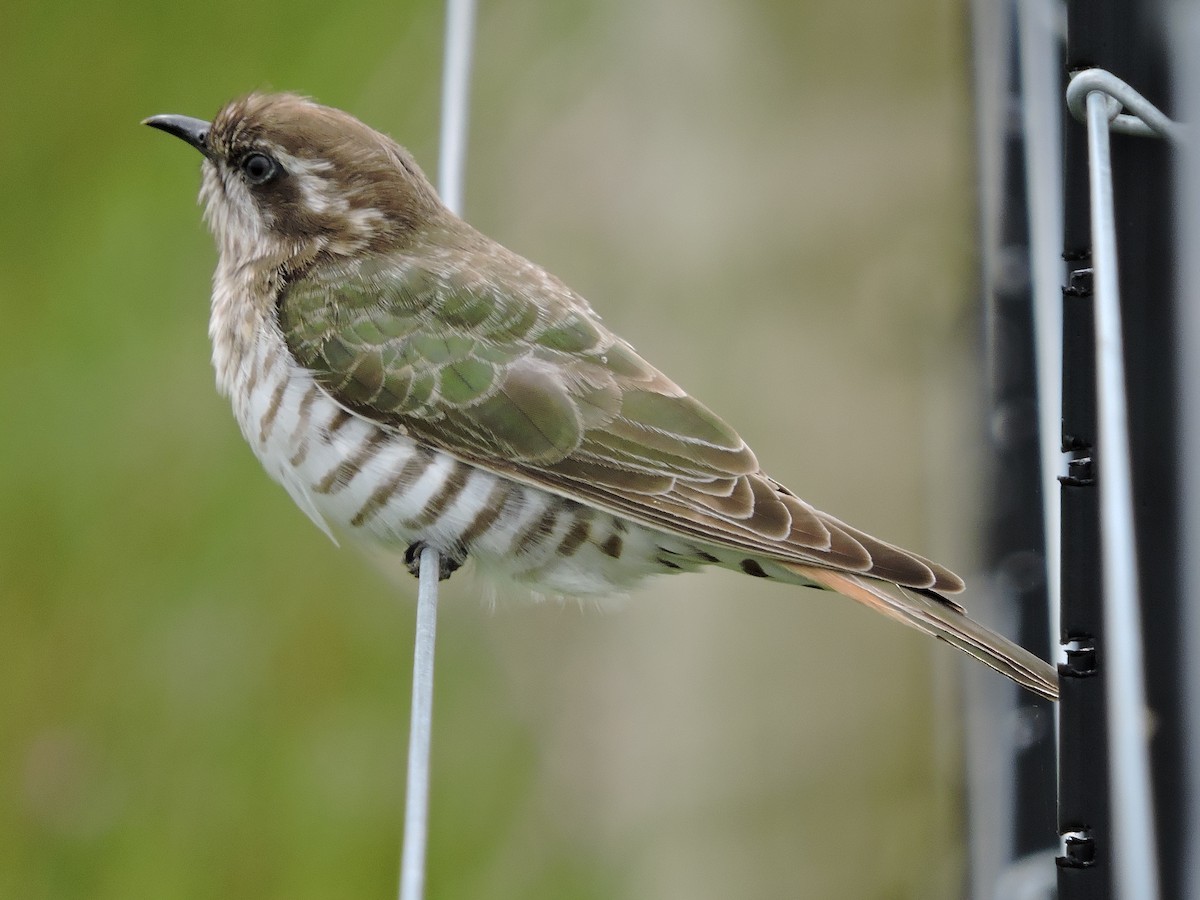 Horsfield's Bronze-Cuckoo - ML614769578