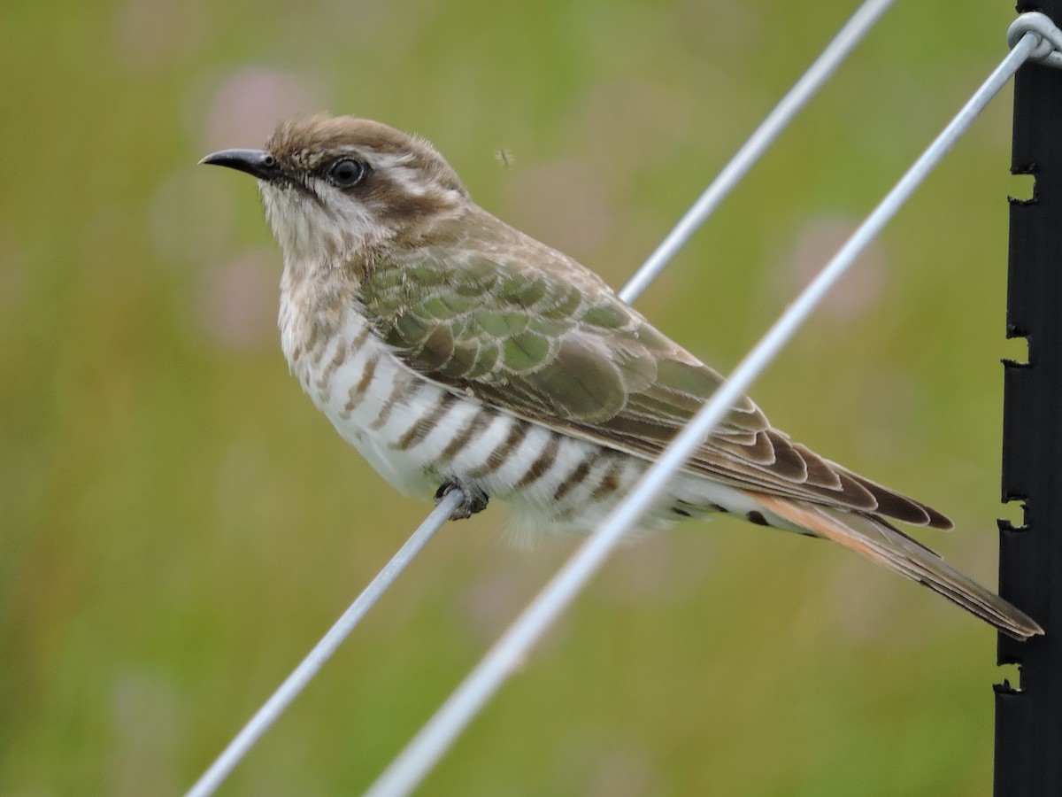 Horsfield's Bronze-Cuckoo - ML614769579