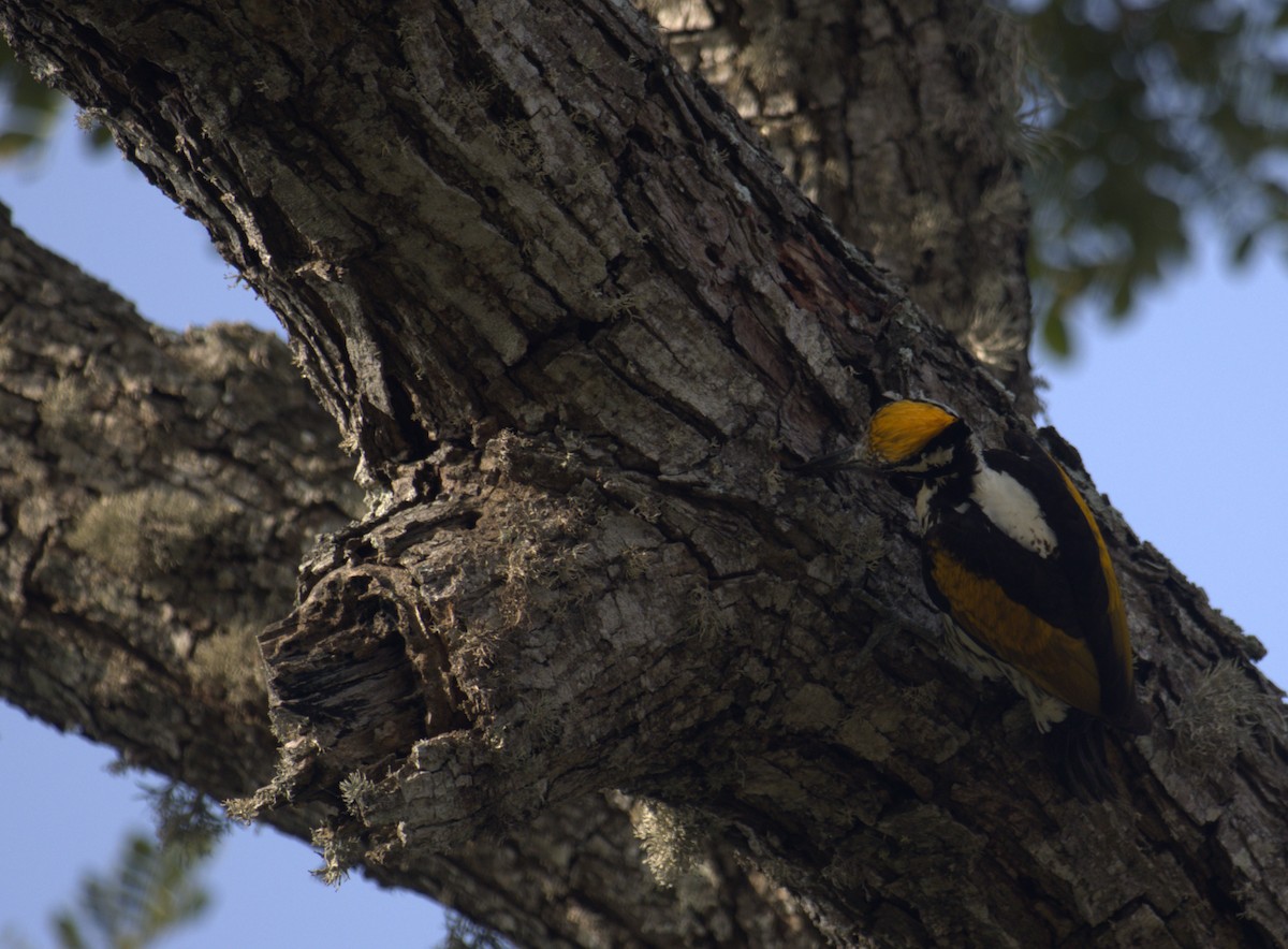 White-naped Woodpecker - ML614769597