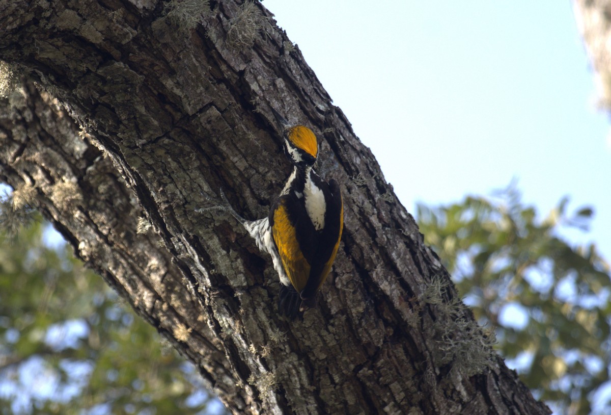 White-naped Woodpecker - ML614769602