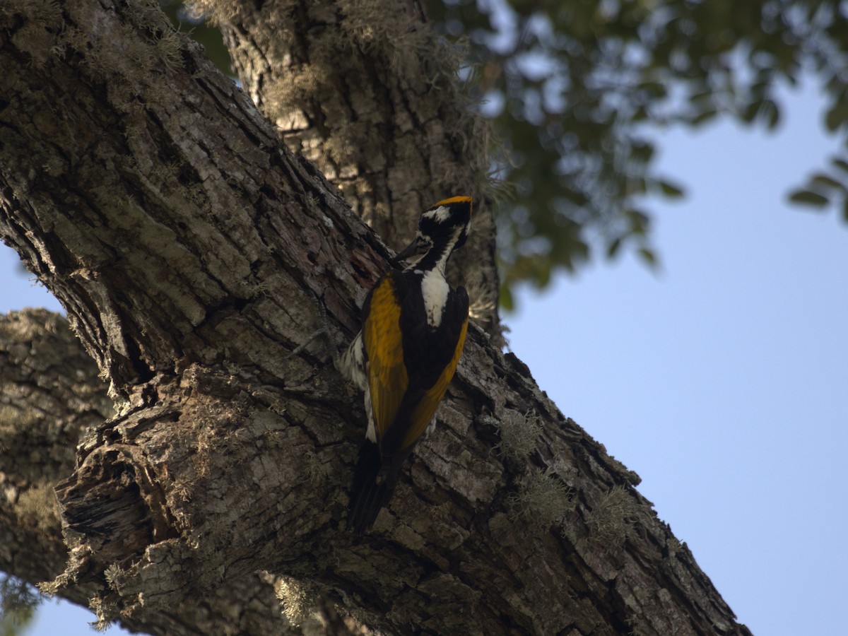 White-naped Woodpecker - KARTHIKEYAN R