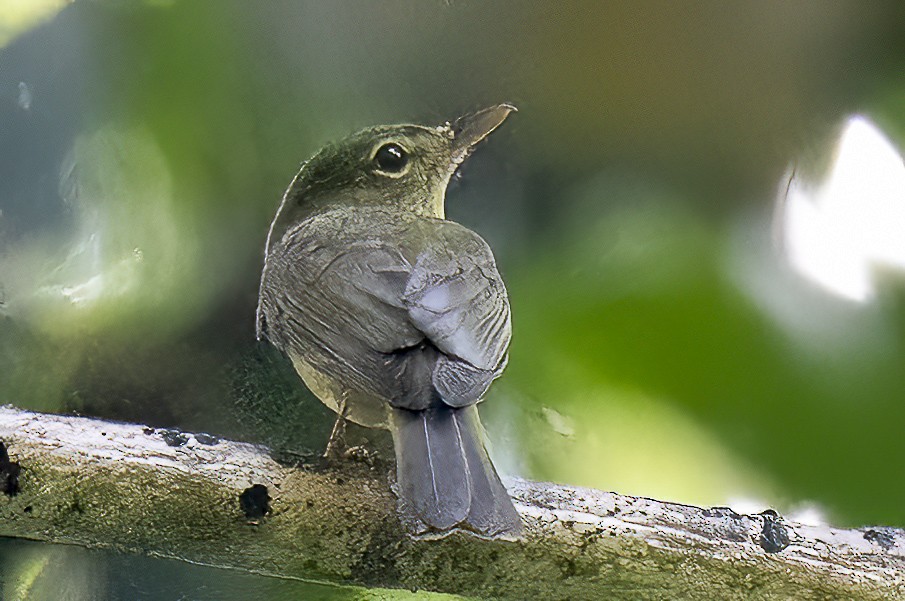 Olive Flyrobin - ML614769616