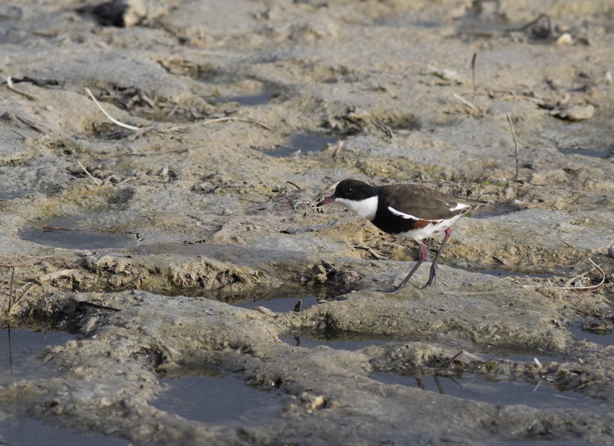 Red-kneed Dotterel - ML614769629