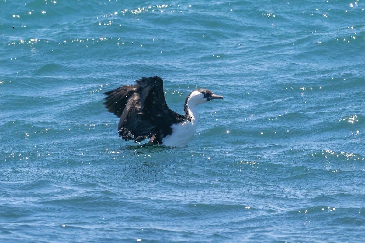 Cormorán Carinegro - ML614769630