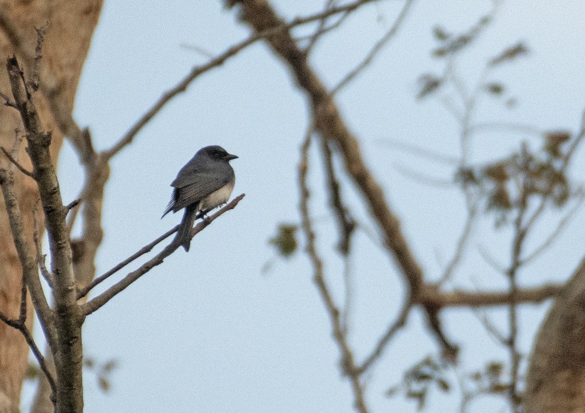 White-bellied Drongo - ML614769780