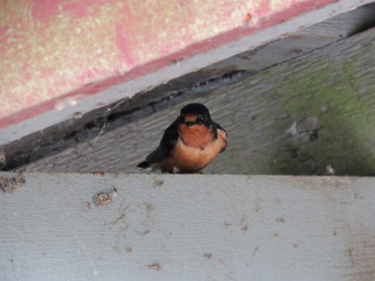 Barn Swallow - Joyce Brady