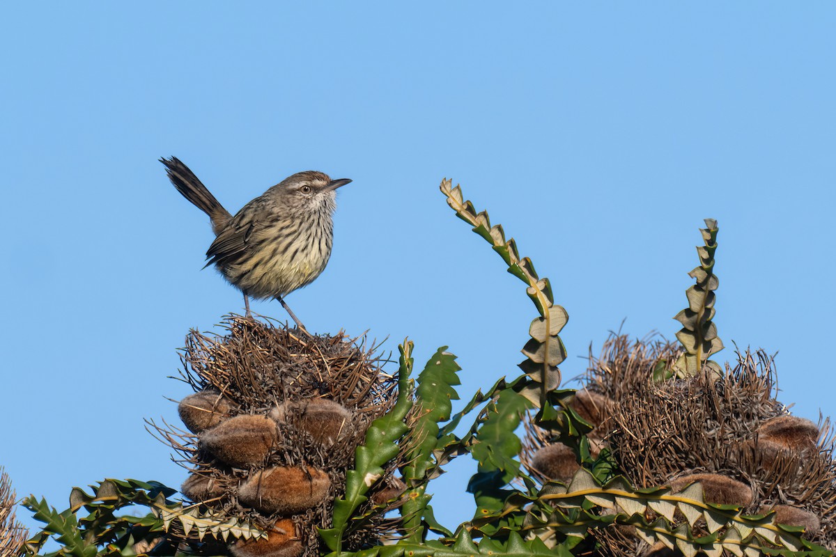 Western Fieldwren - ML614769871