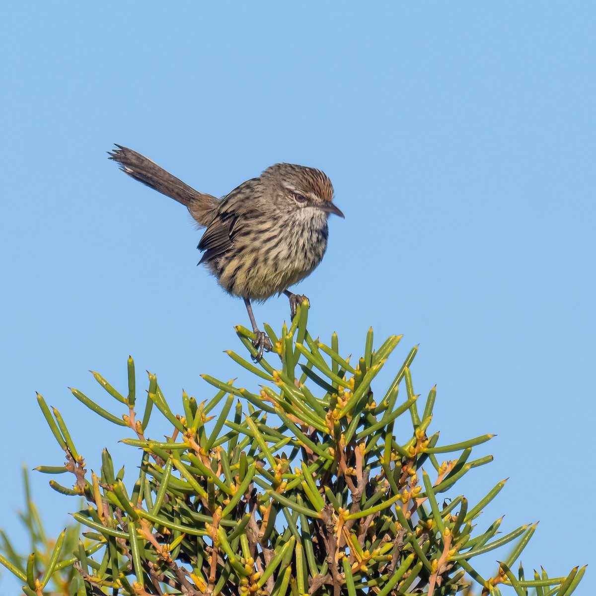 Western Fieldwren - Keith Wilcox