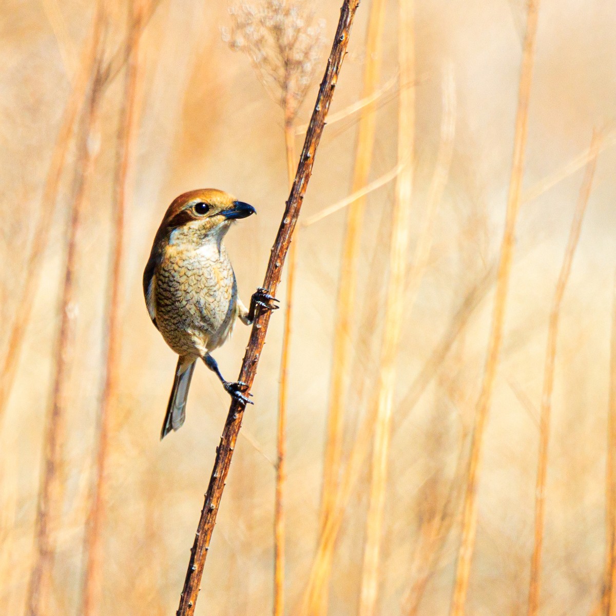 Bull-headed Shrike - ML614769902