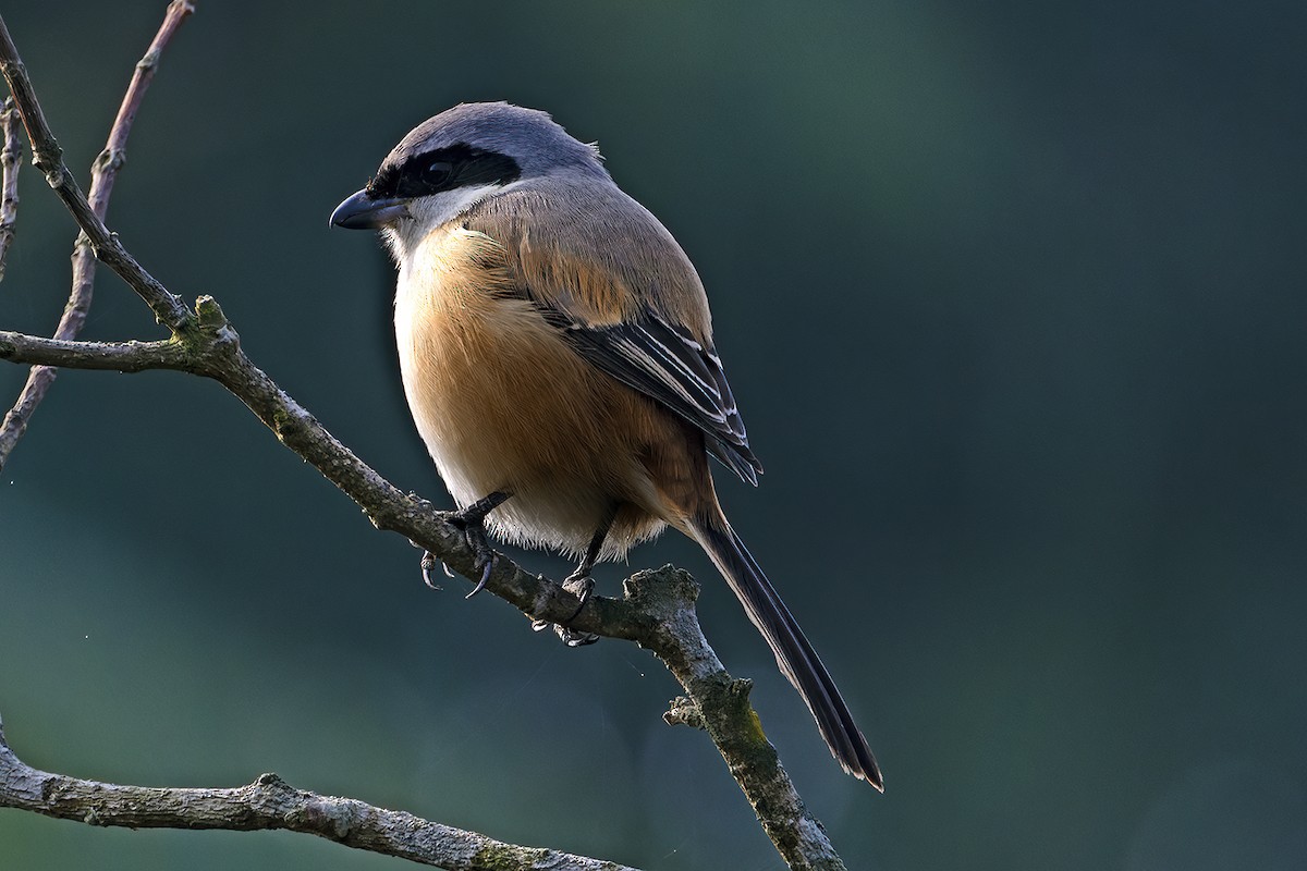 Long-tailed Shrike - ML614769903