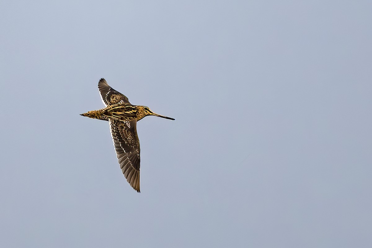 Common Snipe - Vipul Gupta