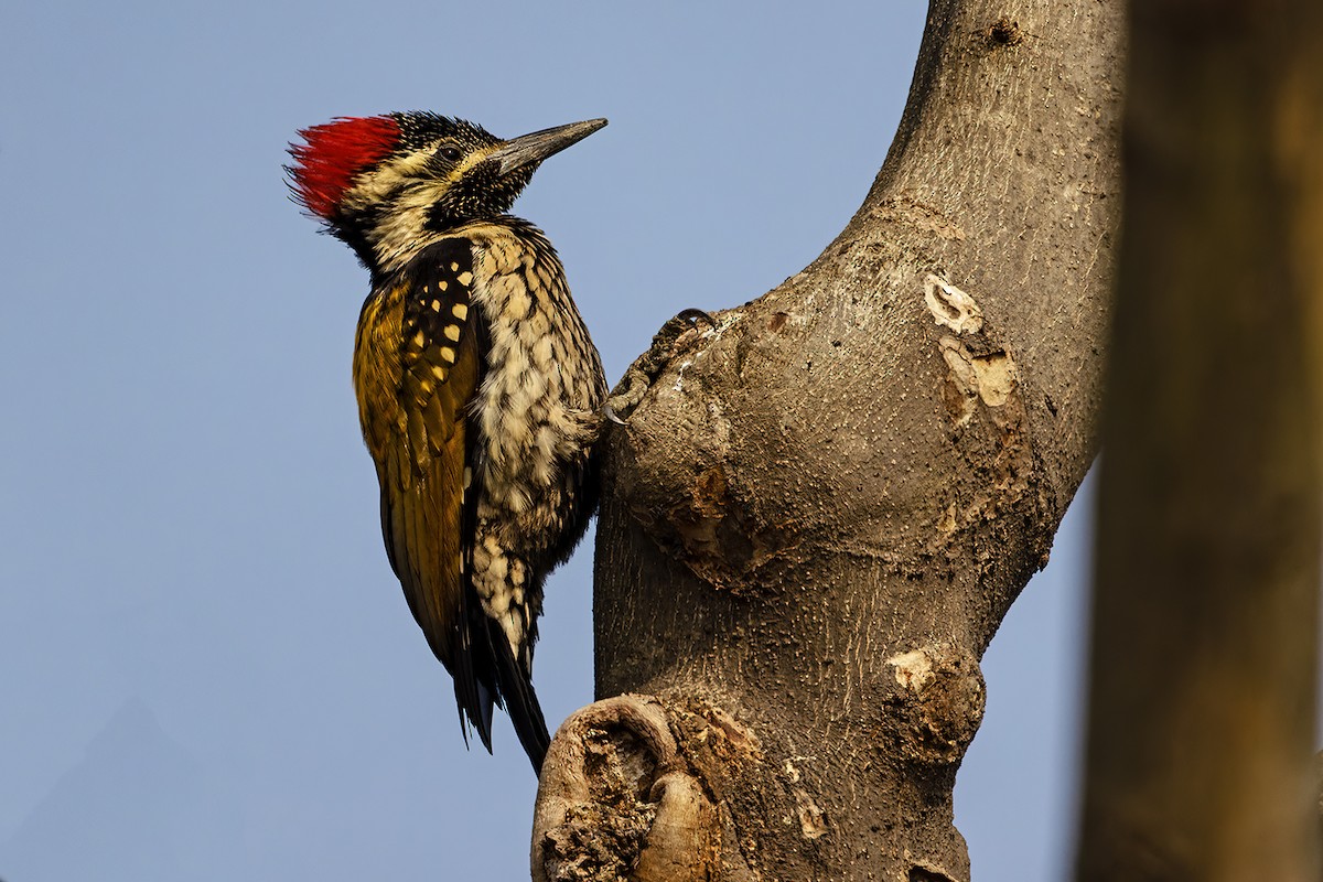 Black-rumped Flameback - ML614770079