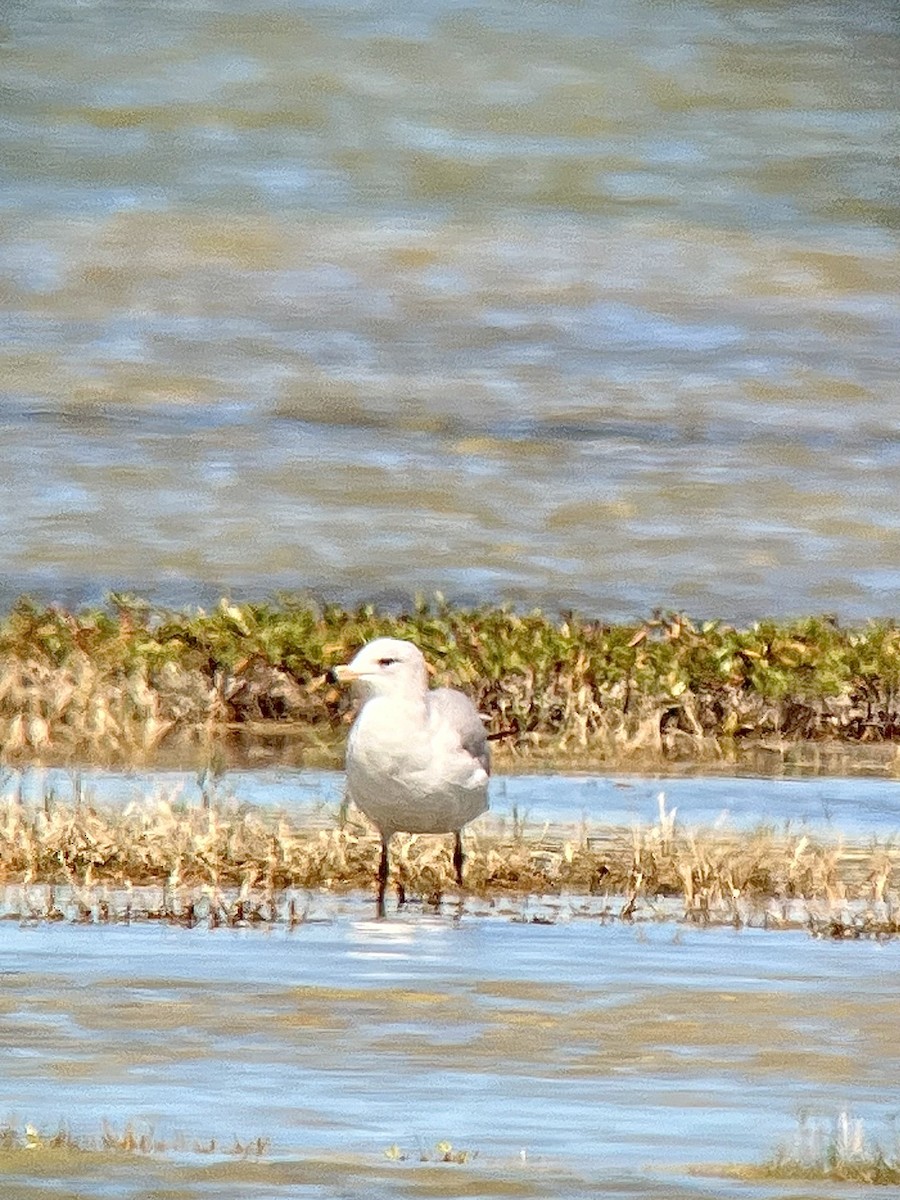 Ring-billed Gull - ML614770095