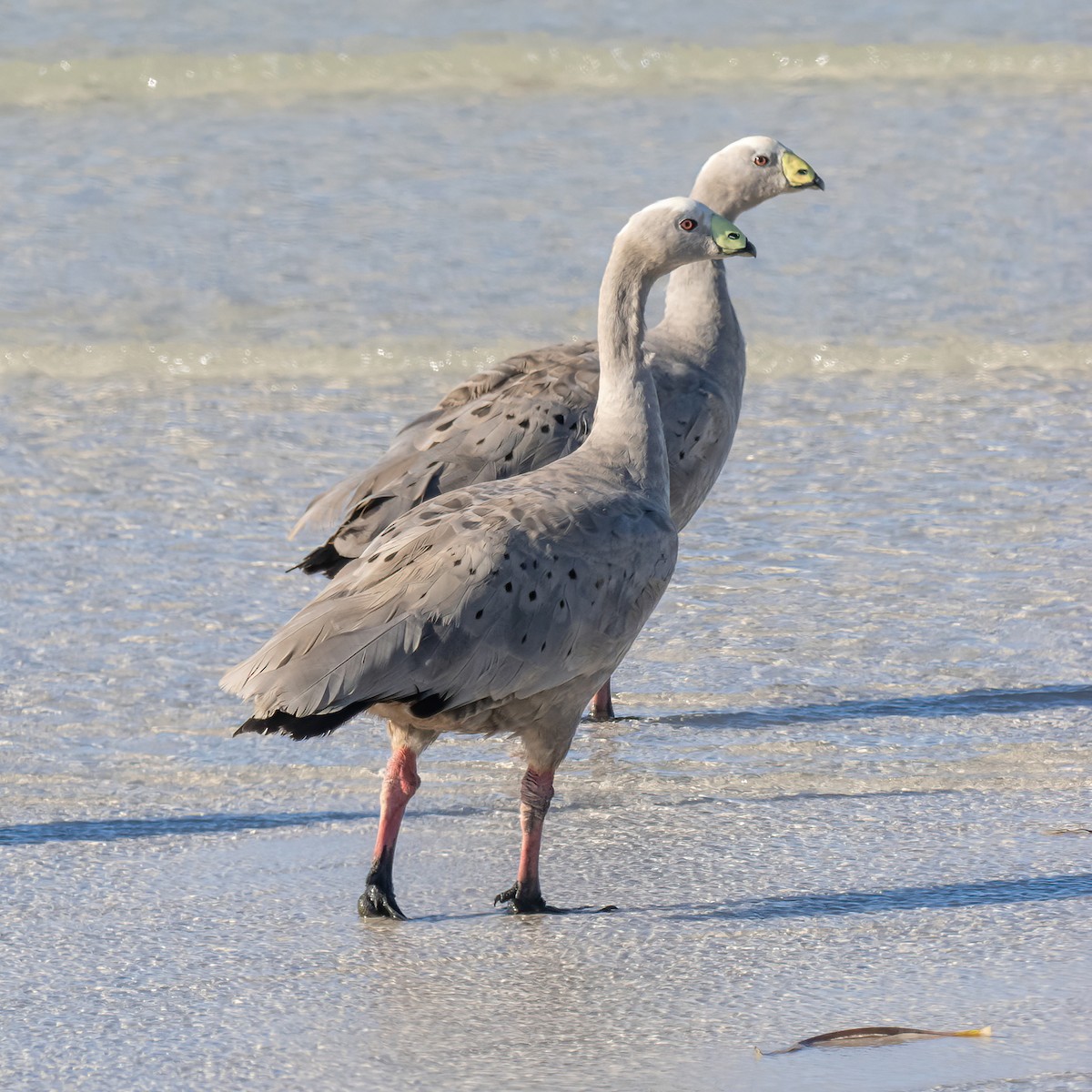 Cape Barren Goose - ML614770096