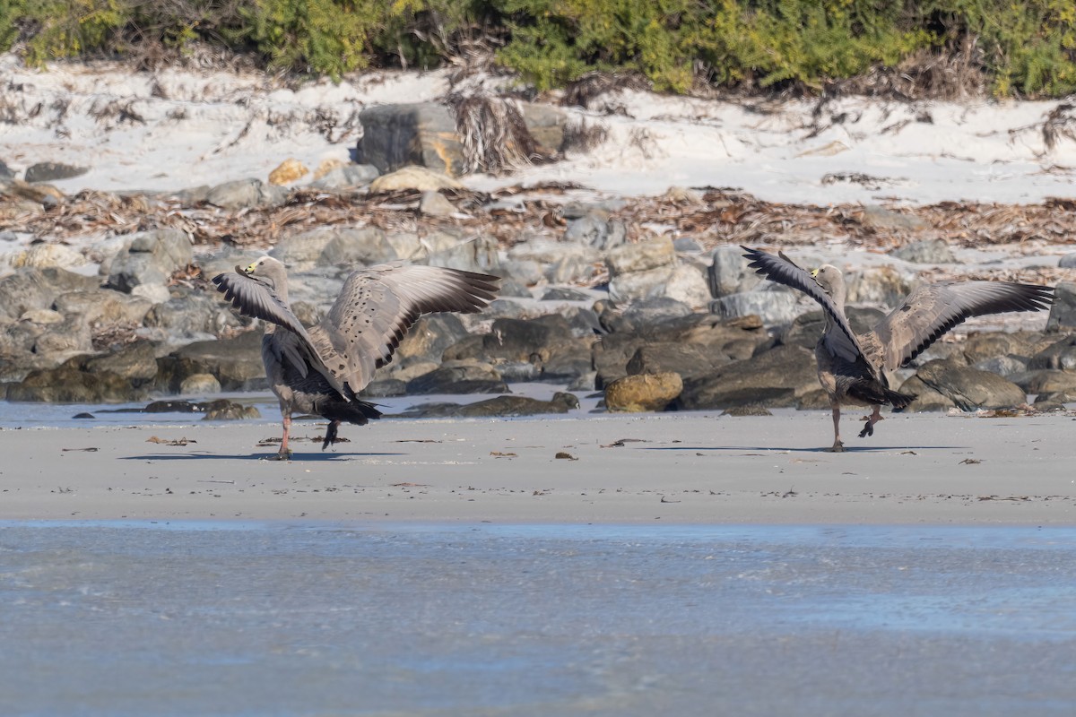 Cape Barren Goose - ML614770097