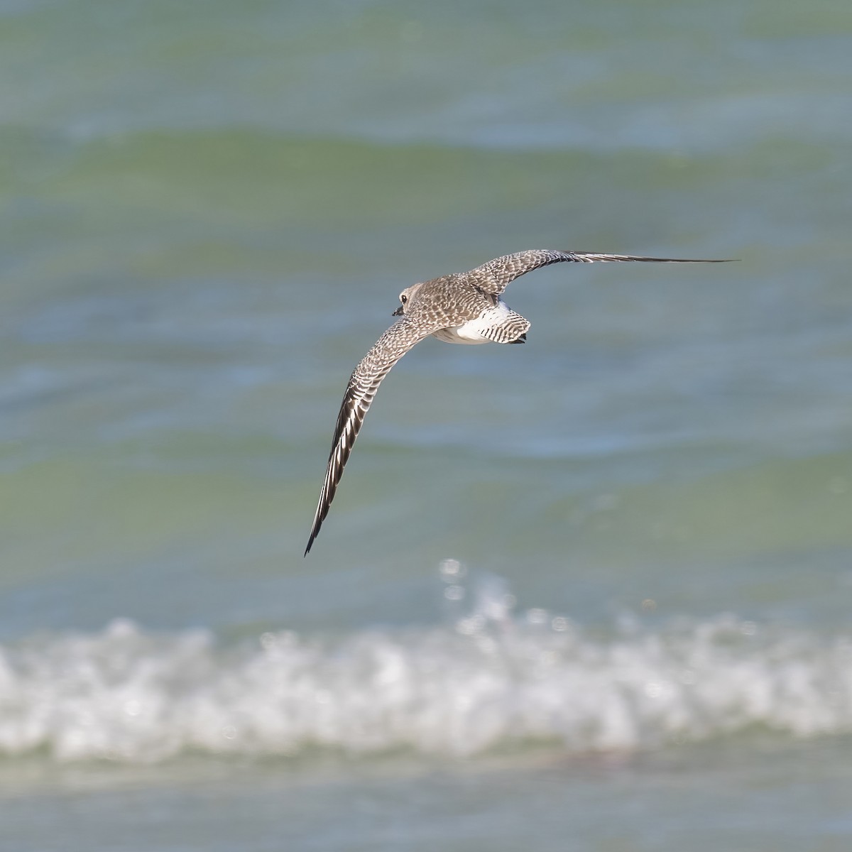 Black-bellied Plover - ML614770100