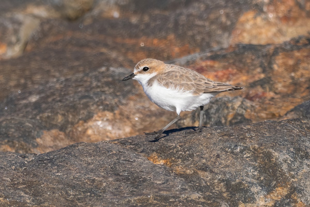 Red-capped Plover - ML614770106