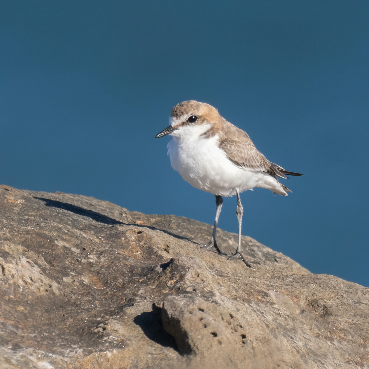 Red-capped Plover - ML614770107