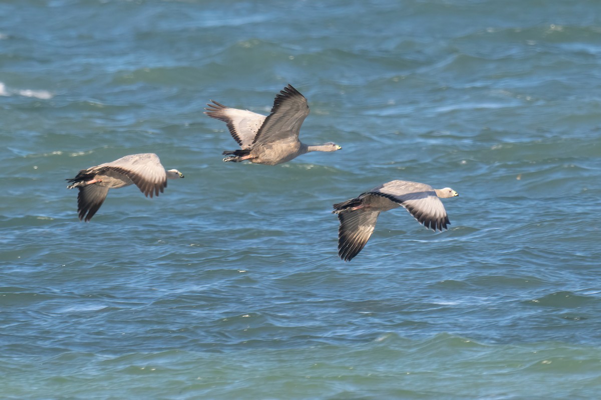 Cape Barren Goose - ML614770125