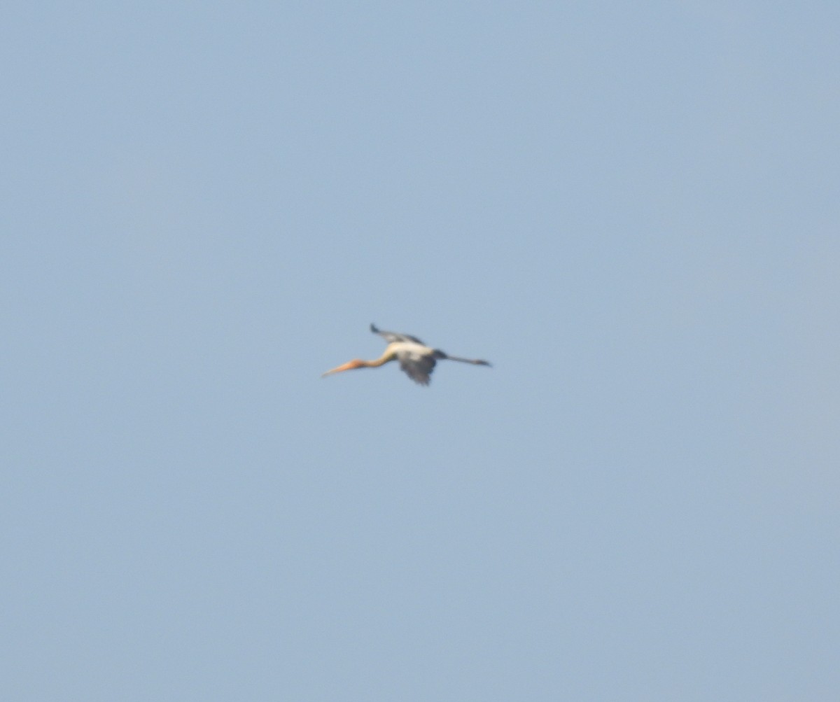 Painted Stork - ML614770156