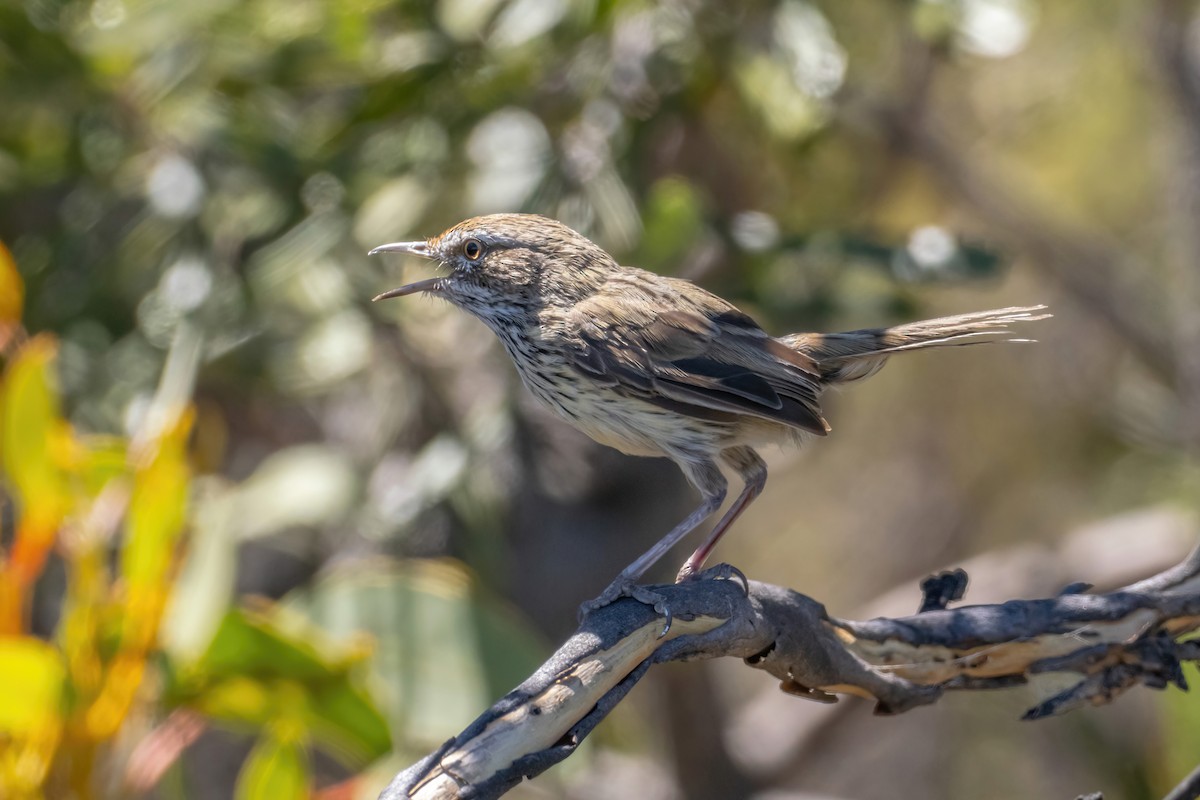 Western Fieldwren - ML614770158