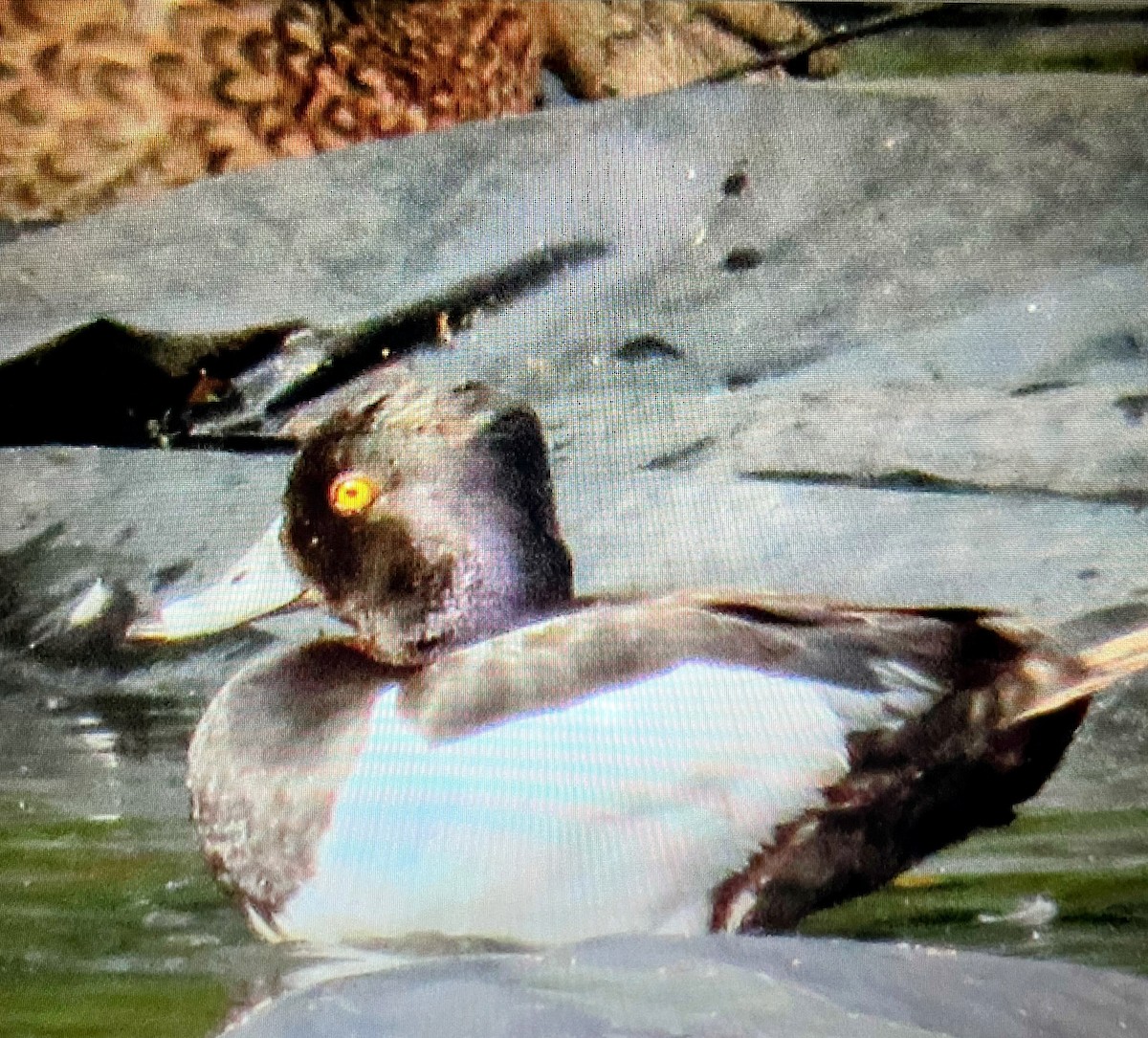 Ring-necked Duck - ML614770210