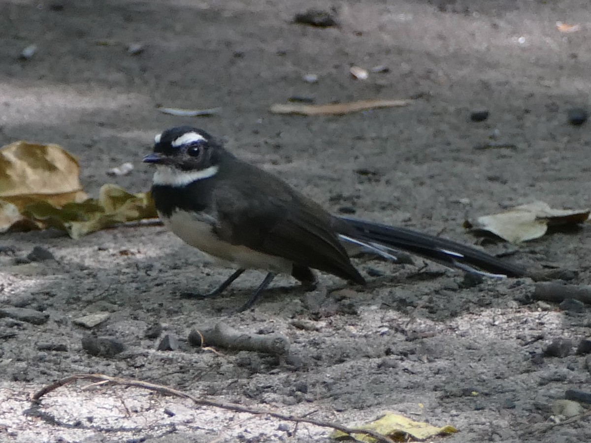 Philippine Pied-Fantail - Peter Kaestner