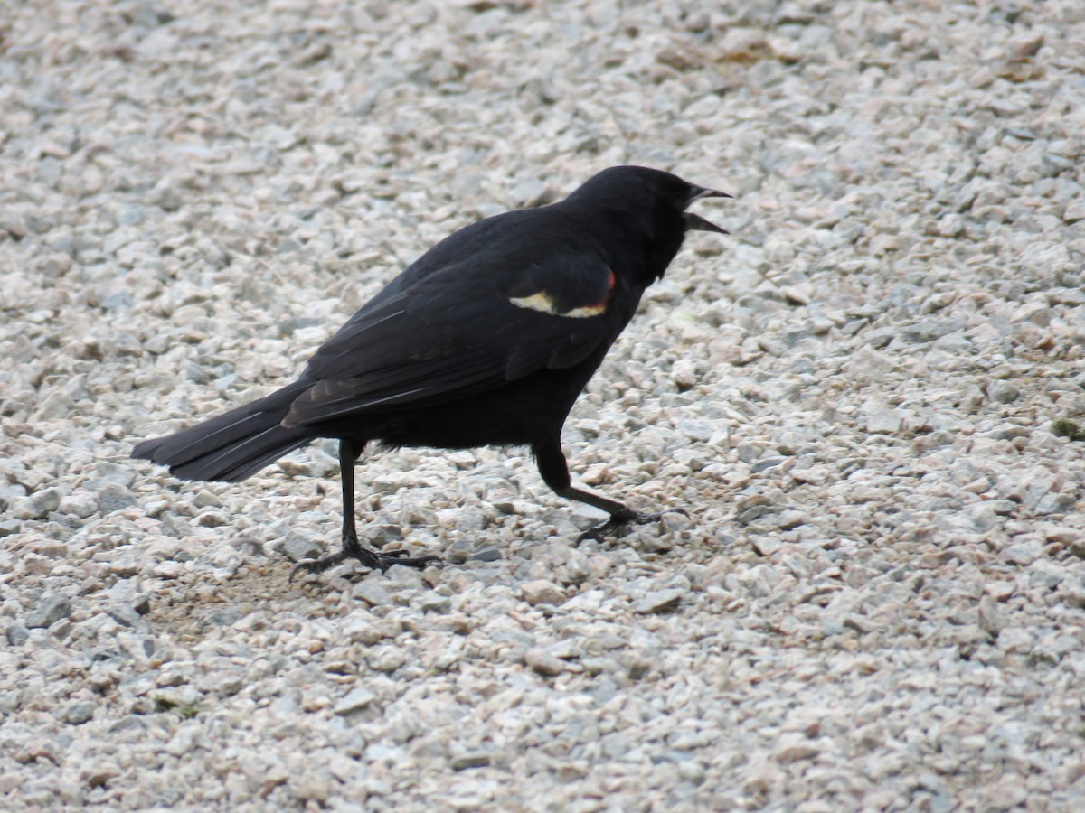 Red-winged Blackbird - Joyce Brady