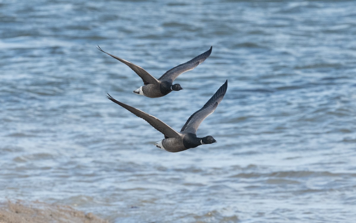 Brant (Dark-bellied) - ML614770321