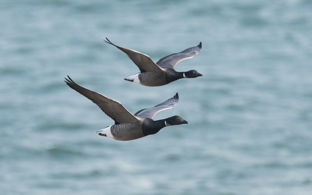 Brant (Dark-bellied) - ML614770325