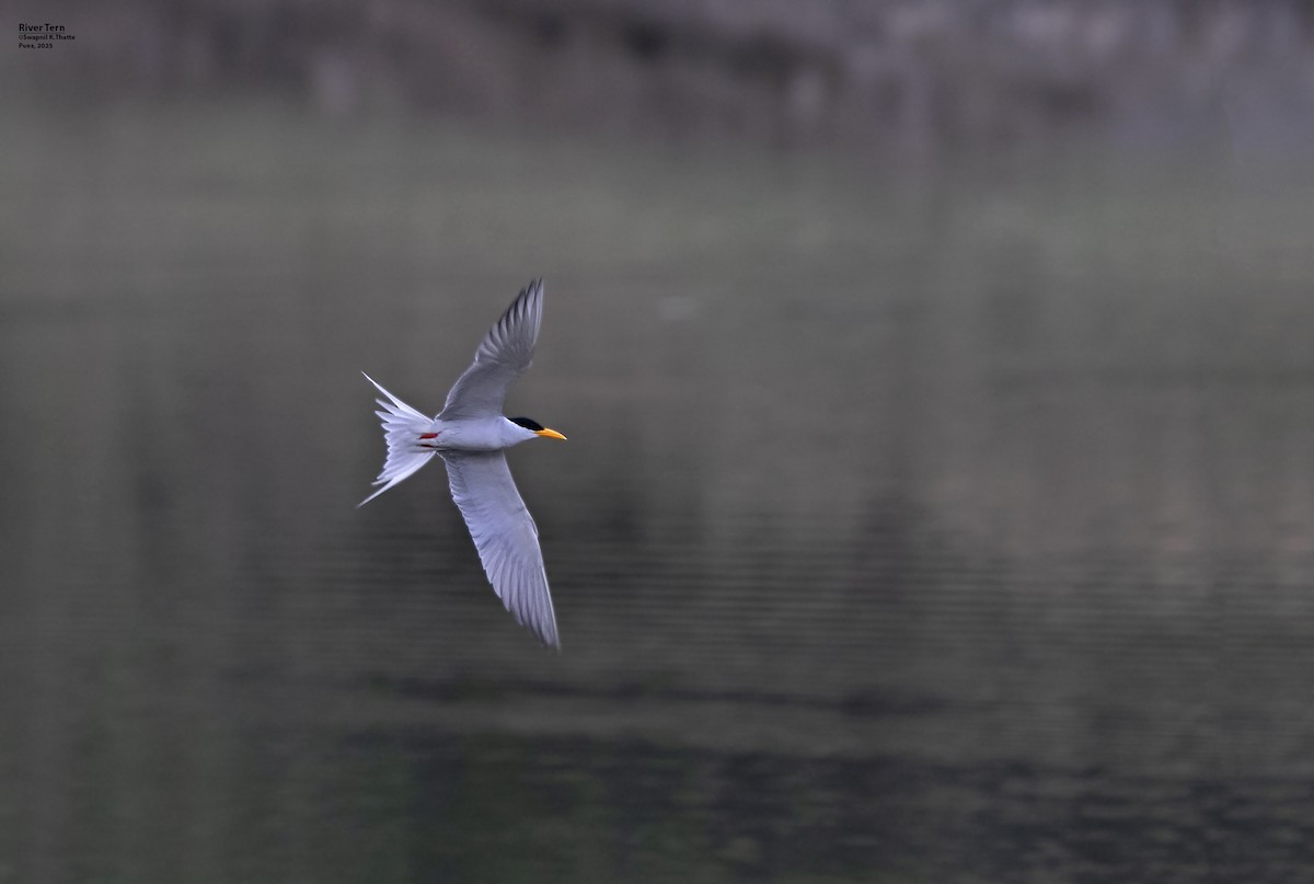 River Tern - ML614770332