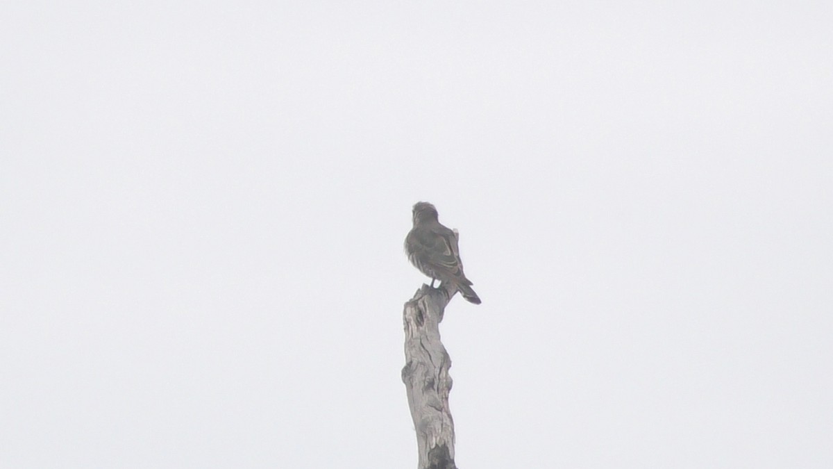 Horsfield's Bronze-Cuckoo - ML614770337