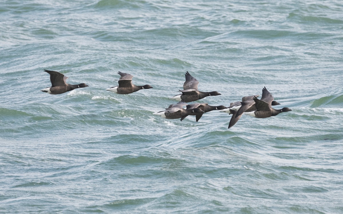 Brant (Dark-bellied) - ML614770341