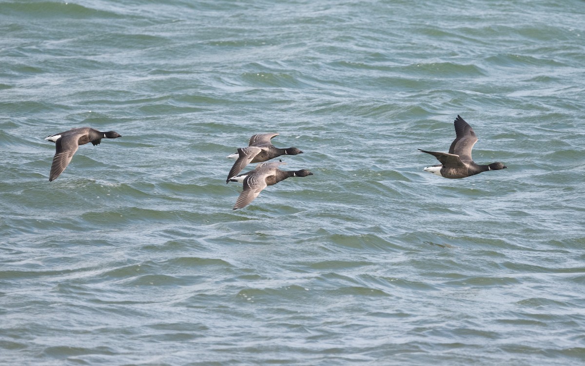 Brant (Dark-bellied) - ML614770343