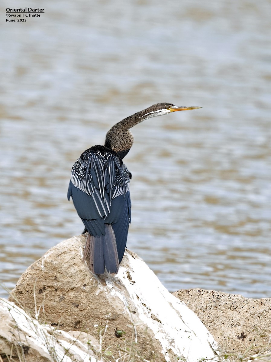 Oriental Darter - ML614770351