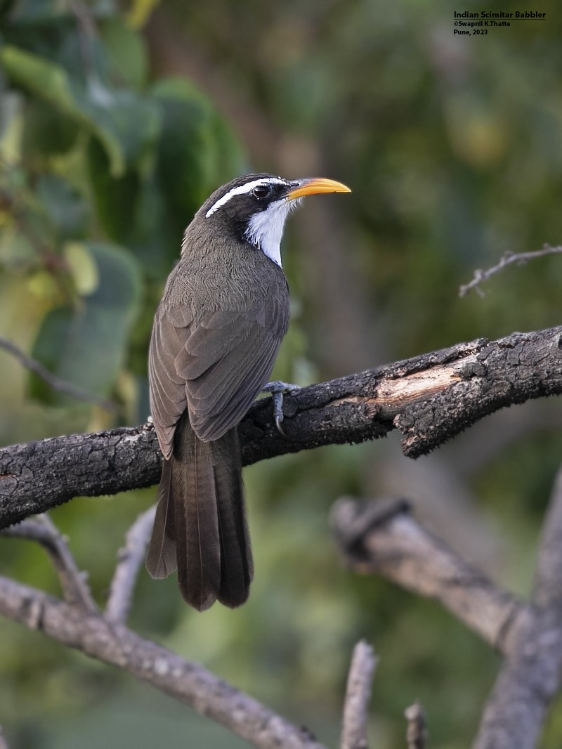 Indian Scimitar-Babbler - ML614770386