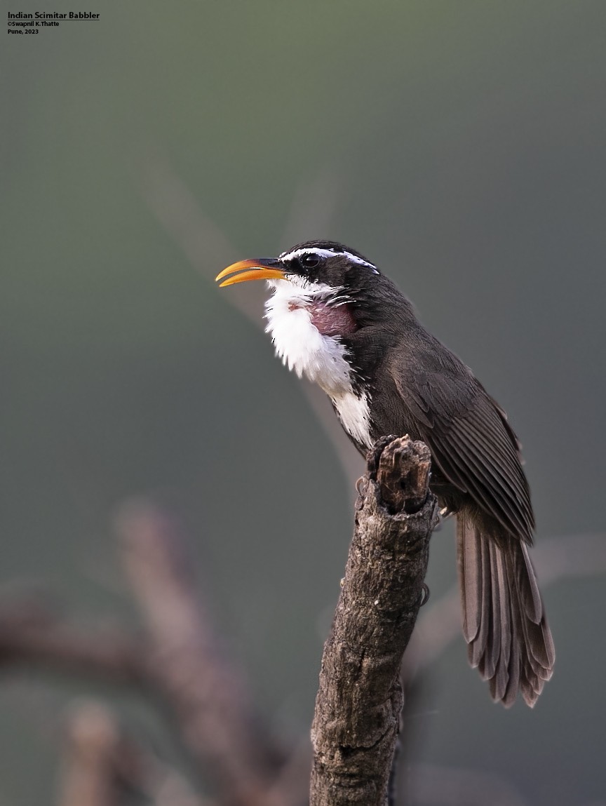 Indian Scimitar-Babbler - ML614770388