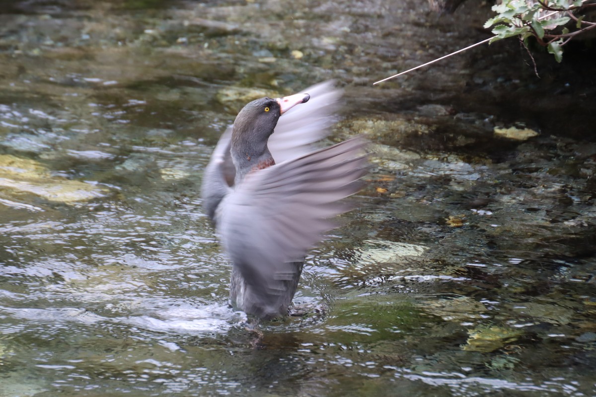 Blue Duck - Kathy Mihm Dunning