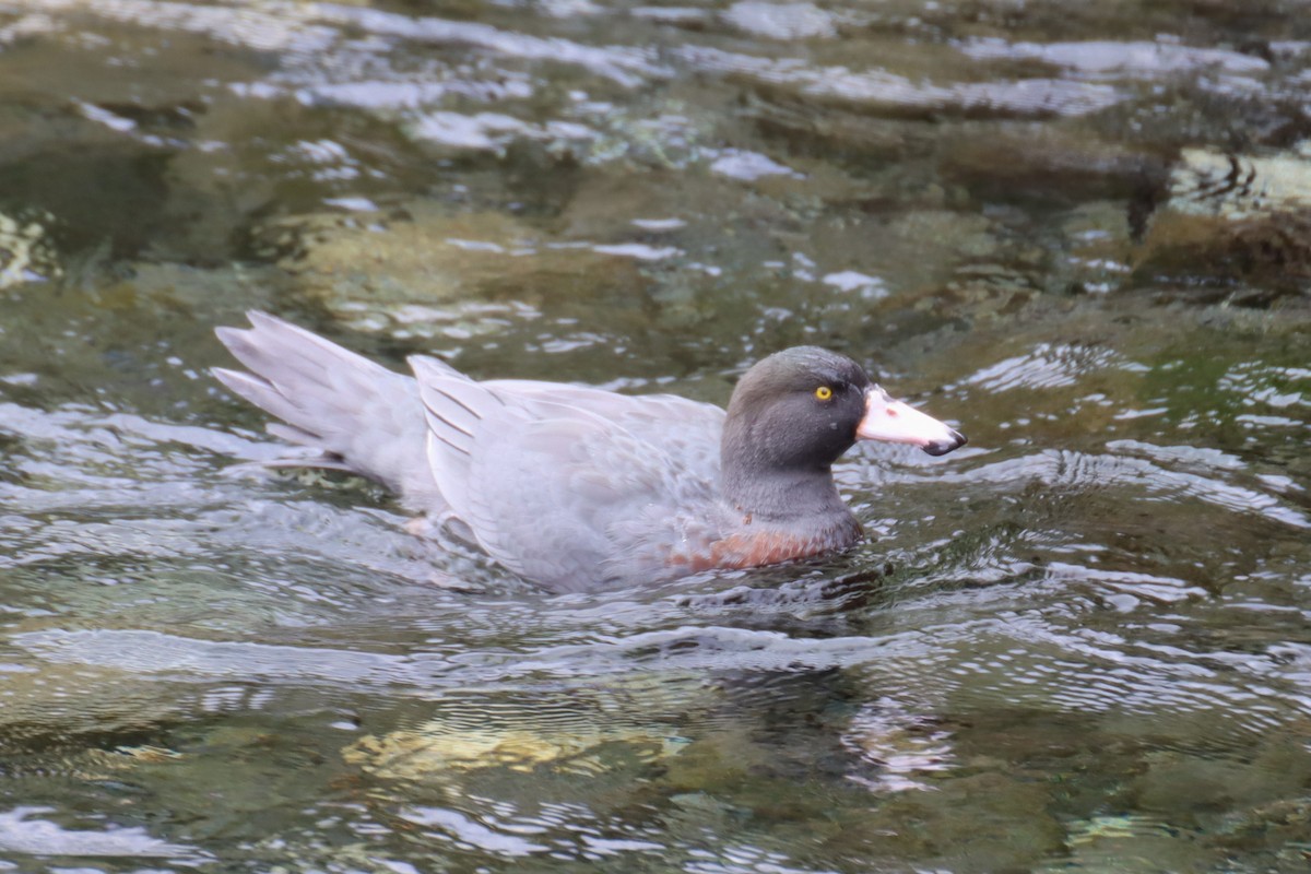 Blue Duck - Kathy Mihm Dunning