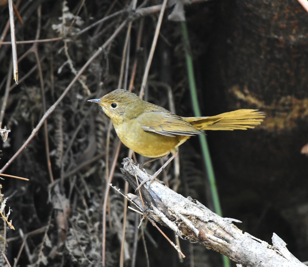 White-bellied Redstart - SHIRISH GAJARALWAR