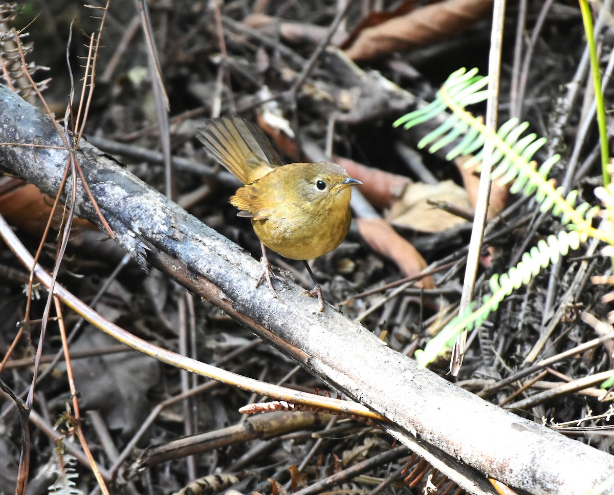 White-bellied Redstart - SHIRISH GAJARALWAR