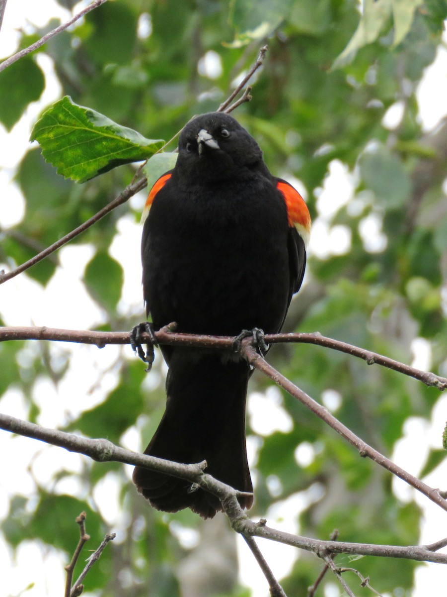 Red-winged Blackbird - Joyce Brady