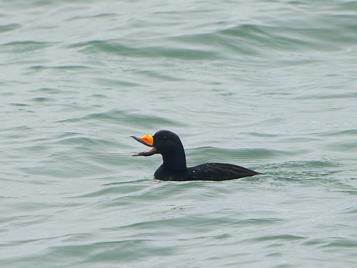 Black Scoter - ML614770485