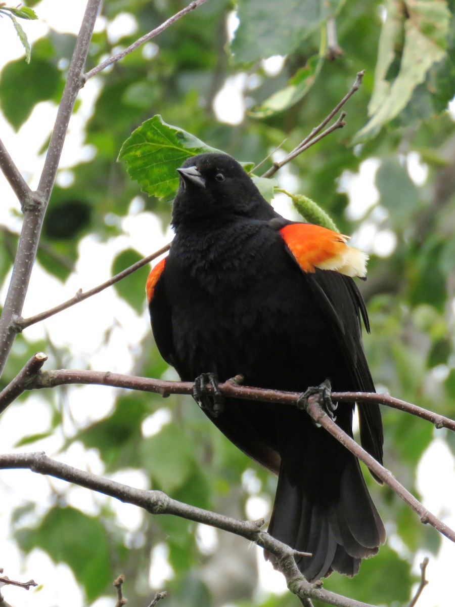 Red-winged Blackbird - ML614770486