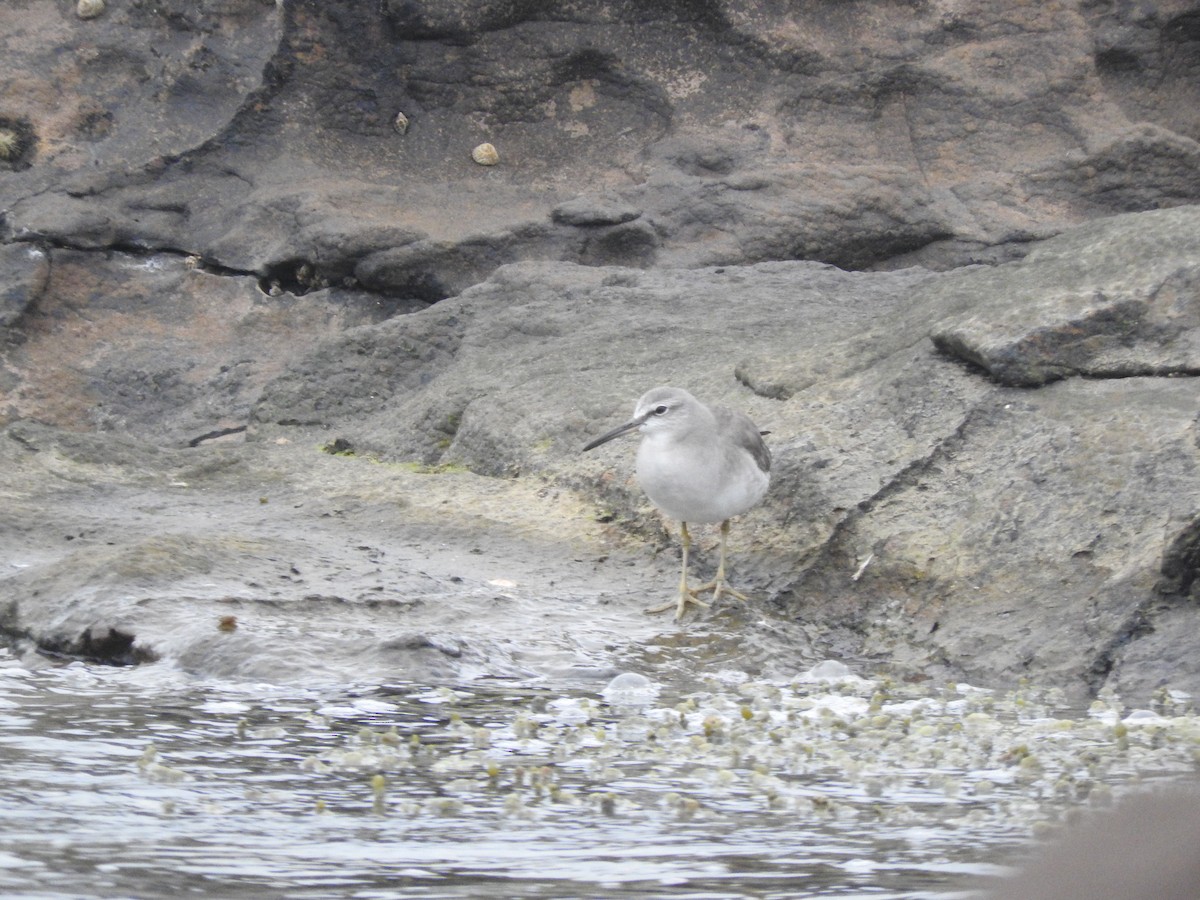 Gray-tailed Tattler - Archer Callaway