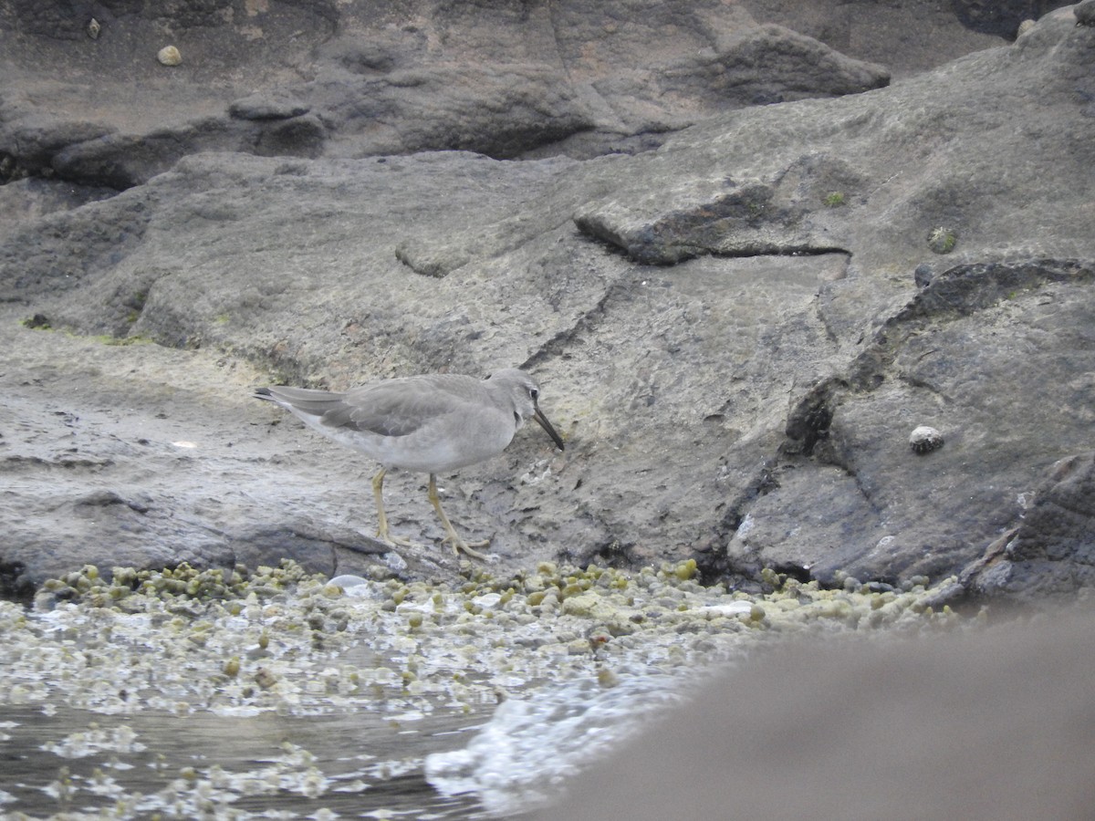 Gray-tailed Tattler - ML614770526