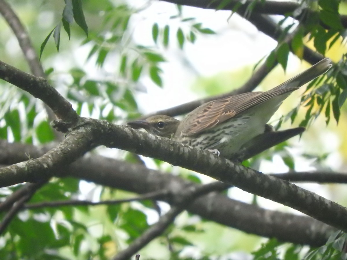 Olive-backed Oriole - ML614770562