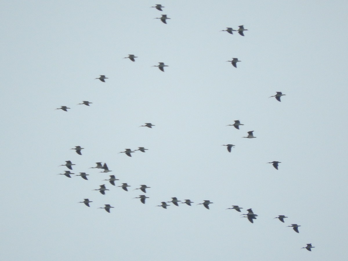 Straw-necked Ibis - ML614770584